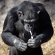 Image for article titled North Korea's Zoo Chimp Smokes a Pack a Day Because Life Is Cruel and People Are Terrible